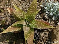 Aloe branddraaiensis JLcoll.4873